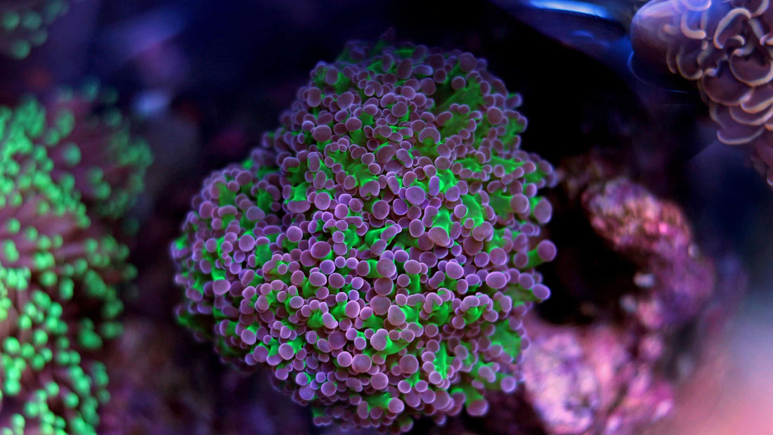 Understanding Coral Placement: Light, Flow, and Aggression Zones