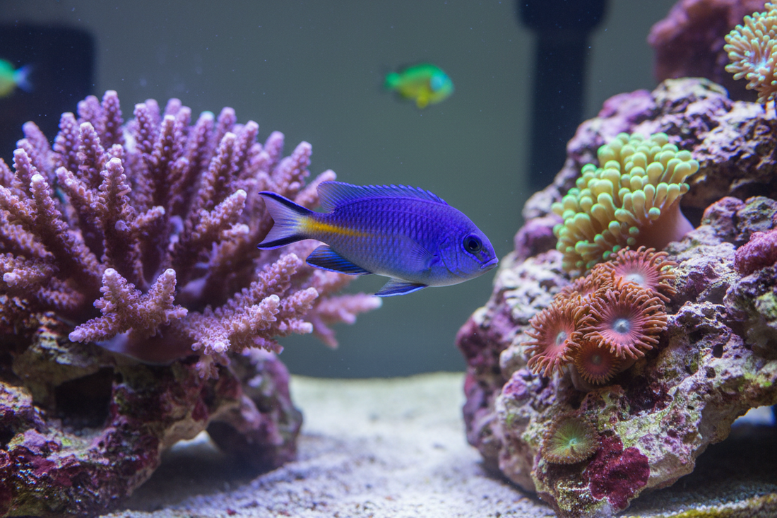 How to Identify Aggressive vs. Peaceful Saltwater Fish Species