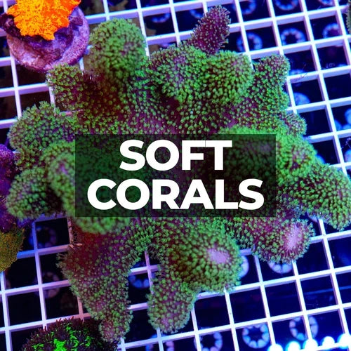 Soft Corals