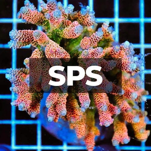 SPS Corals