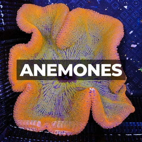 Anemones