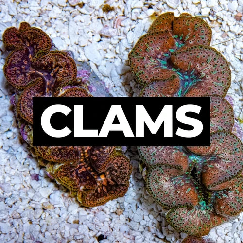 Clams