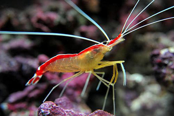 Fish & Inverts