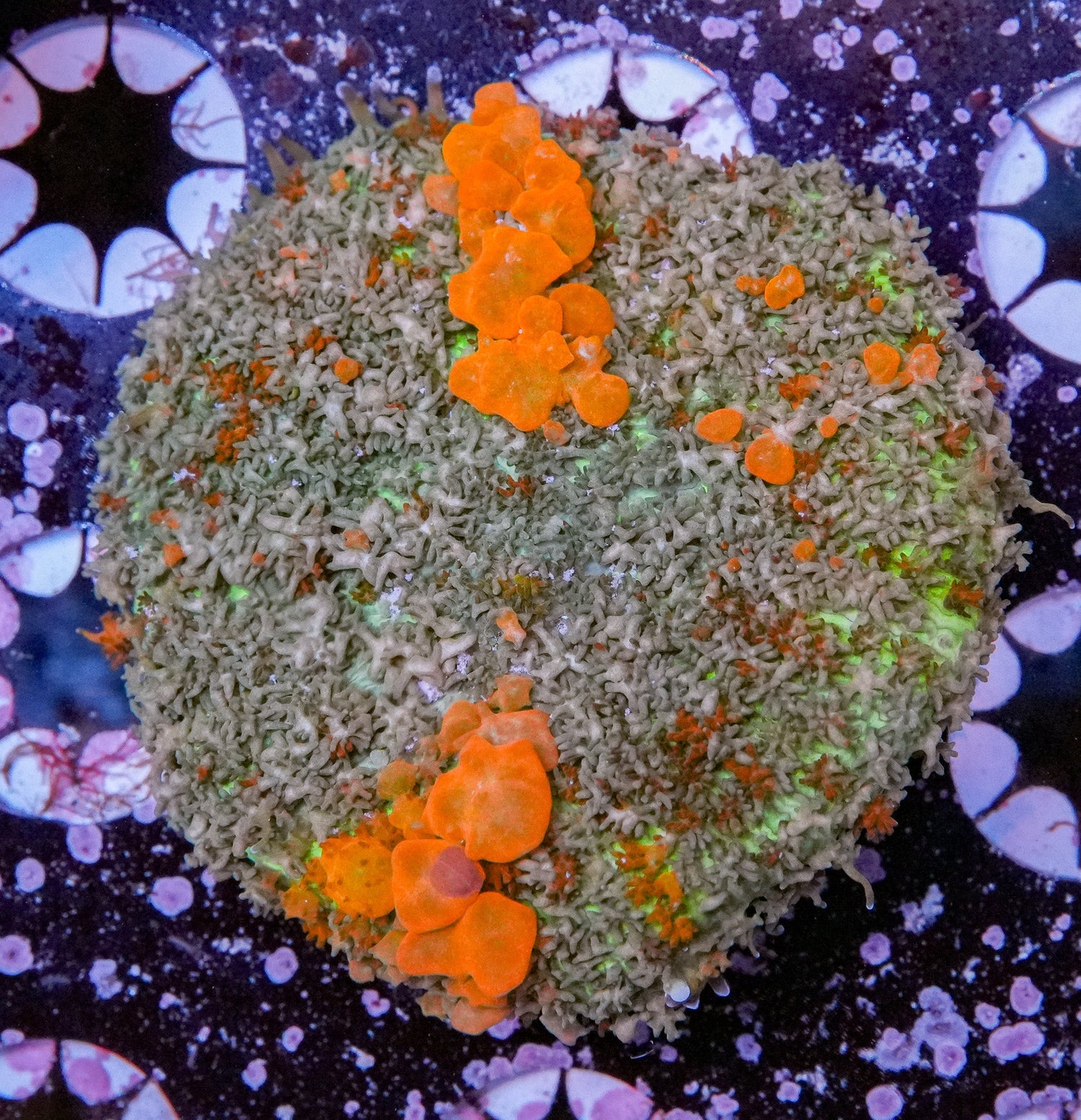 Soft Corals