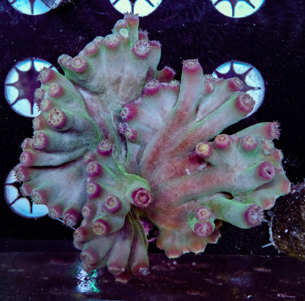 SPS Corals