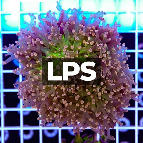 LPS Corals