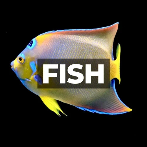 Fish & Inverts