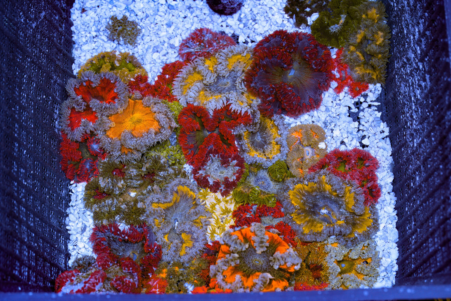 Anemones