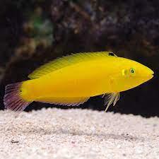 Yellow Chrysus Wrasse
