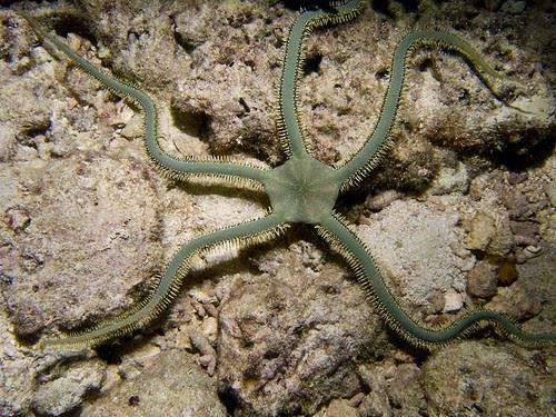 Green Brittle Star