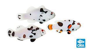 ORA Hybrid Storm Clownfish (ocellaris x percula)
