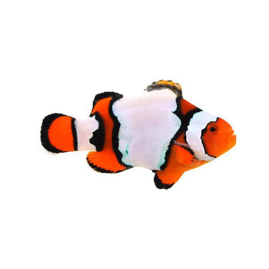 Snow Onyx Clownfish