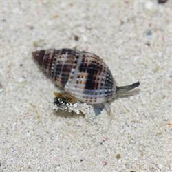 Nassarius Snail