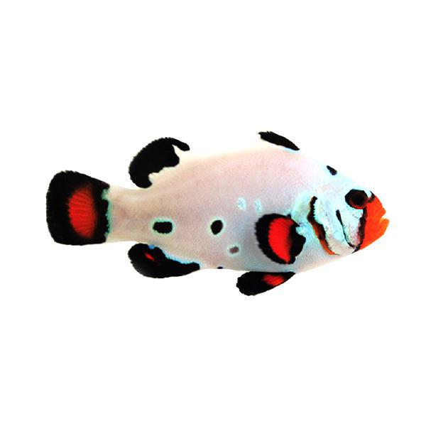Frostbite Chilled Clownfish