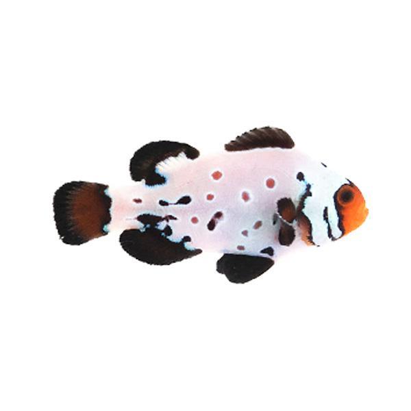 Absolute Zero Frostbite Clownfish