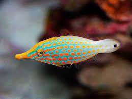 Orange Spot Filefish