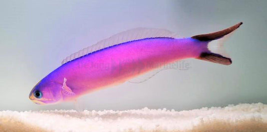 Purple Tilefish