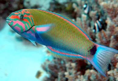 Lunar Wrasse