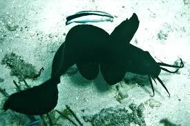 Black Dragon Catfish