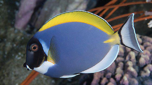 Powder Blue Tang XL