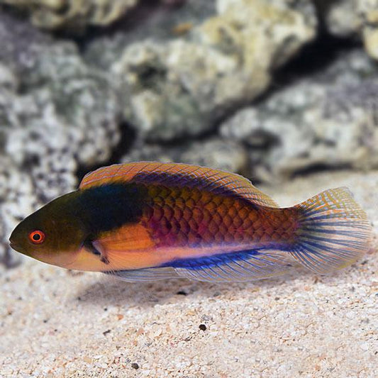 Yellow Flanked Fairy Wrasse