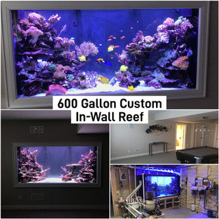 Matt's Corals Showcase Image