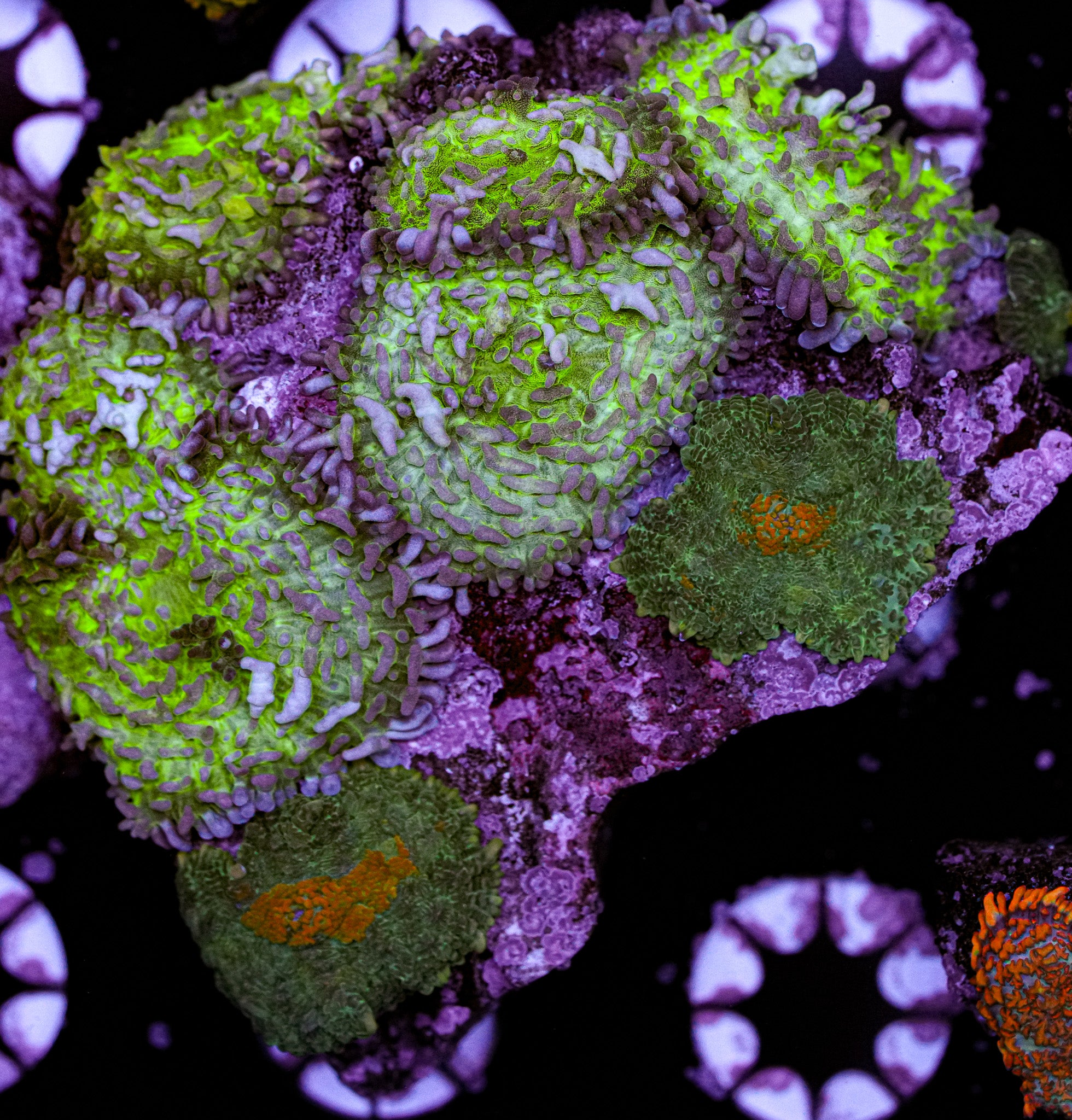 Neon Rhodactis Colony