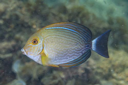 Yellow Mask Tang