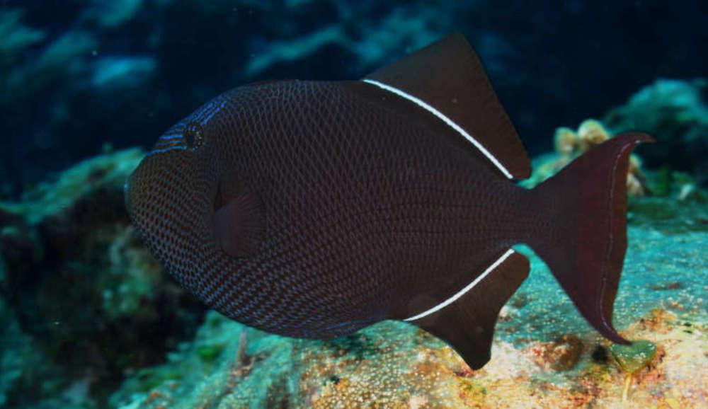 Hawaiian Black Trigger