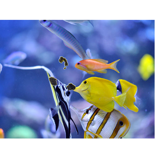 Easy Reefs Masstick Fish Food - 70 grams