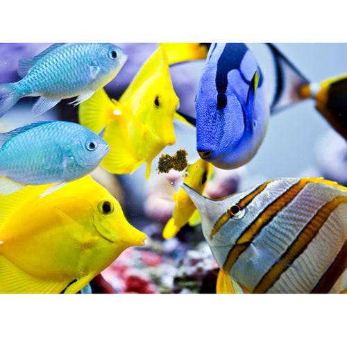Easy Reefs Masstick Fish Food - 14 grams