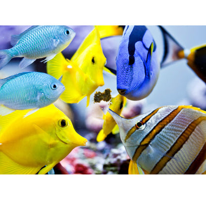 Easy Reefs Masstick Fish Food - 70 grams
