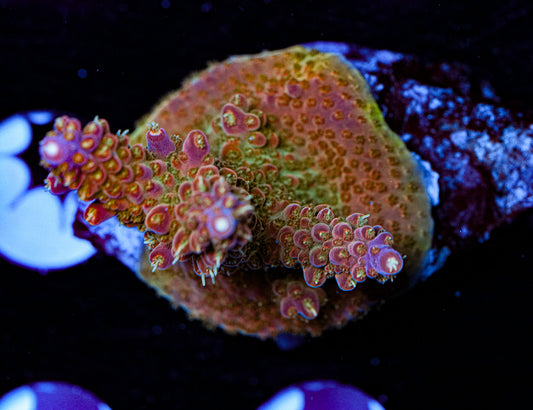 Conditioned Acropora 34