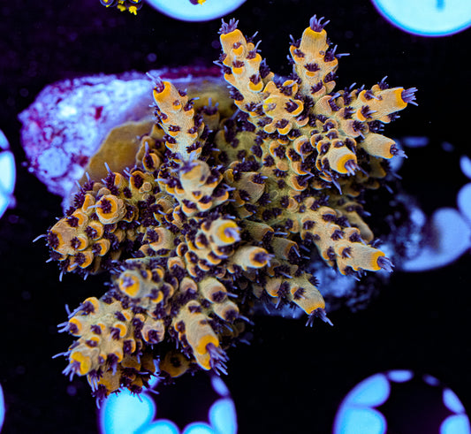 Conditioned Acropora 36