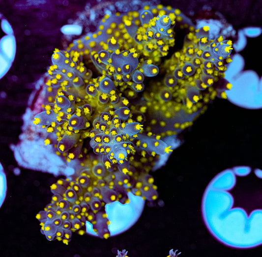 Conditioned Acropora 37