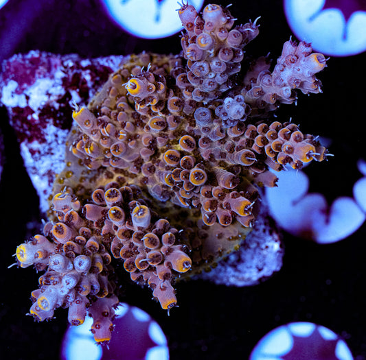 Conditioned Acropora 38