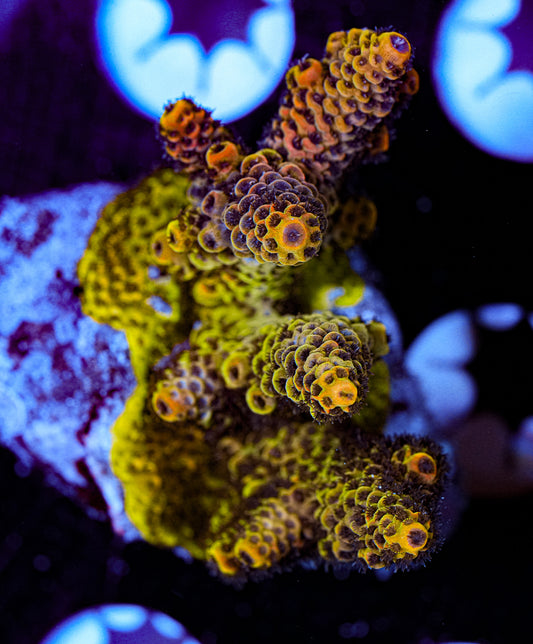 Conditioned Acropora 39