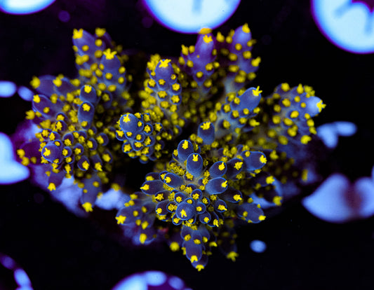 Conditioned Acropora 40