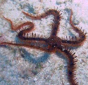 Red Brittle Star