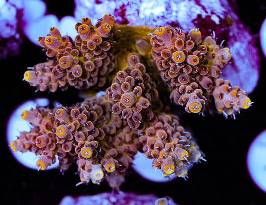 Conditioned Acropora 41