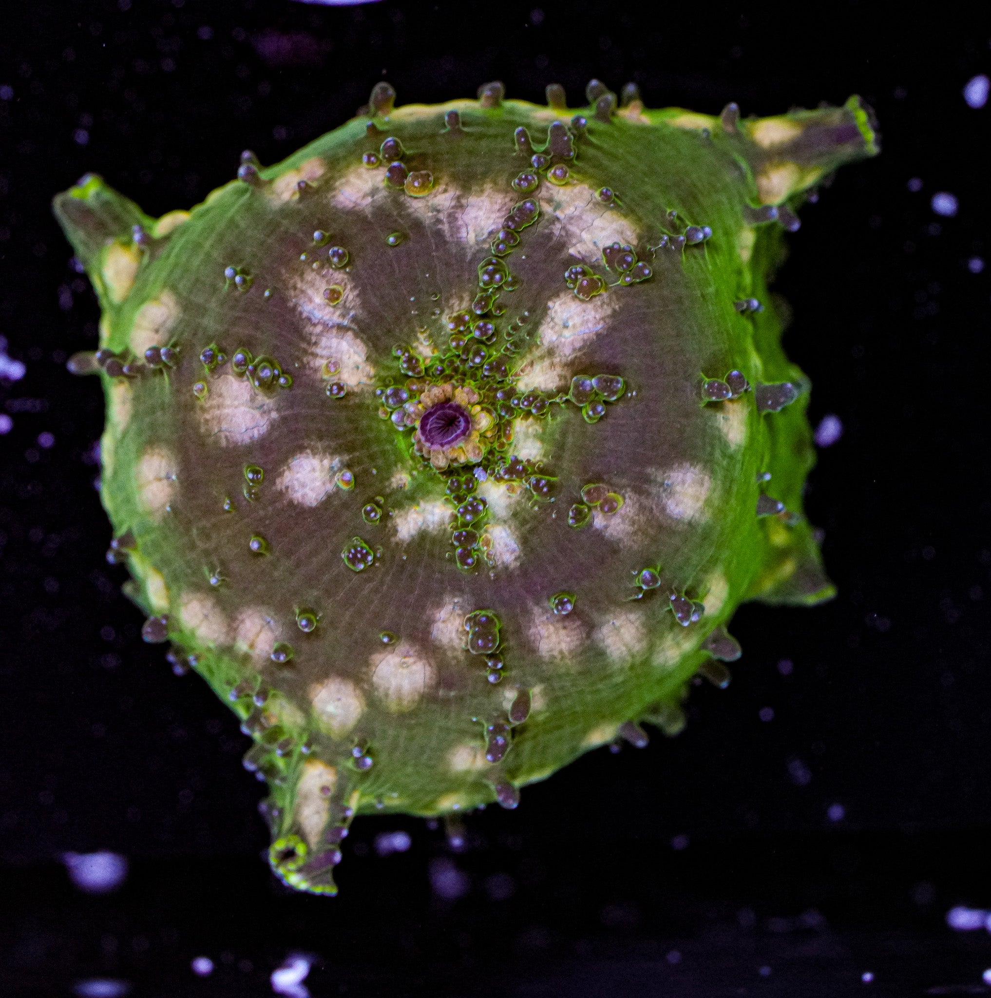 Ultra Discoma Mushroom