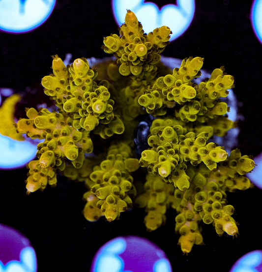 Conditioned Acropora 42