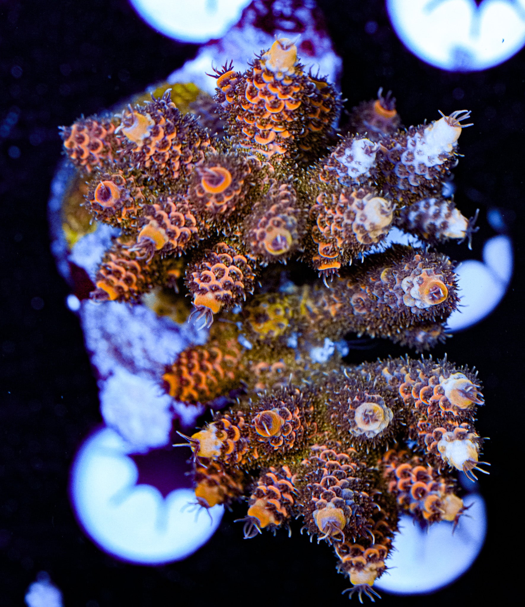 Conditioned Acropora 43