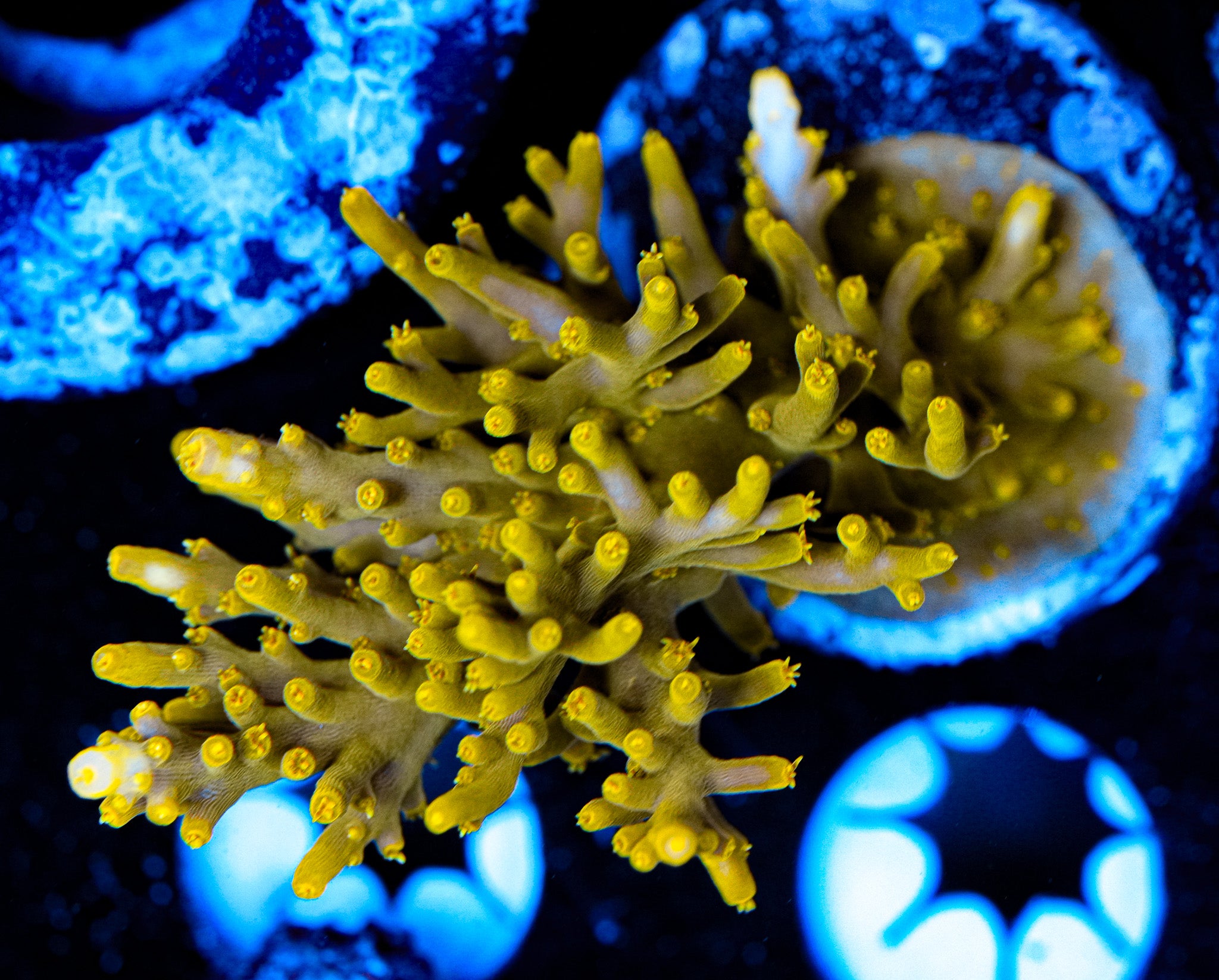 Conditioned Acropora 44