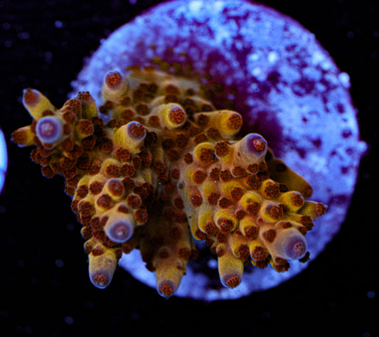 MC Pineapple Paradise 4