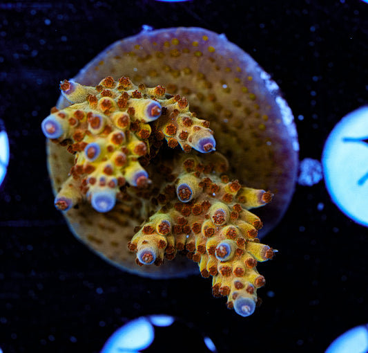 MC Pineapple Paradise 5