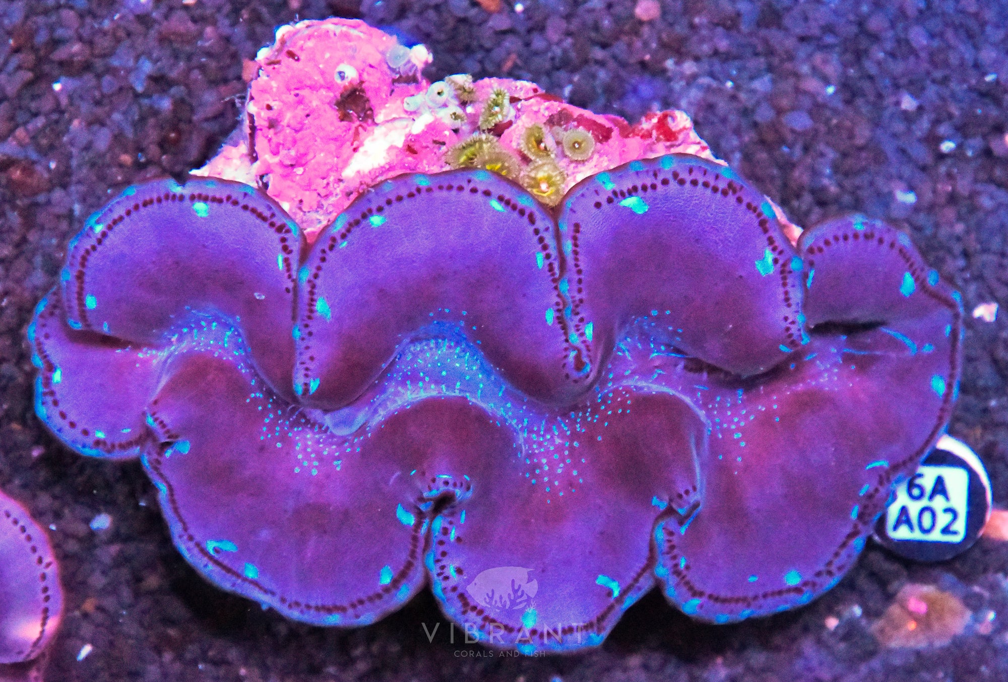 4-5” Aussie Maxima
