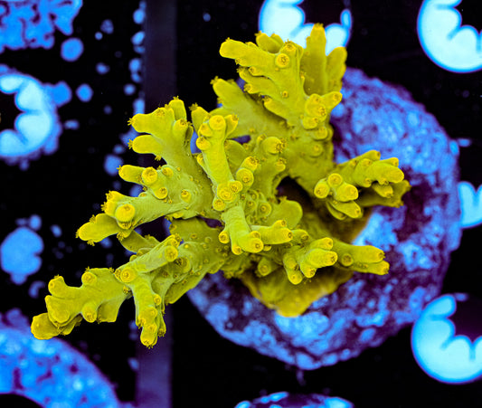 Conditioned Acropora 45