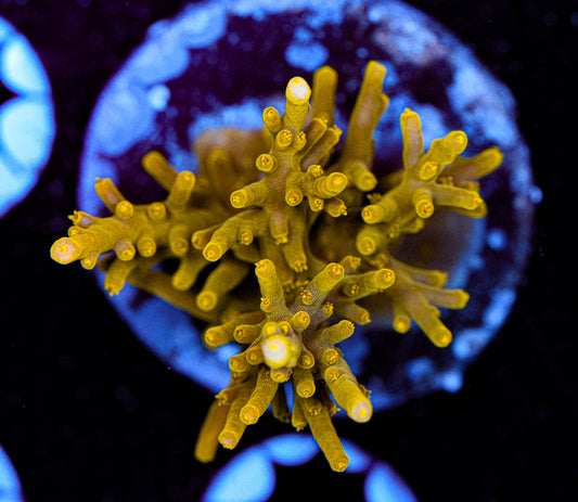 Conditioned Acropora 46