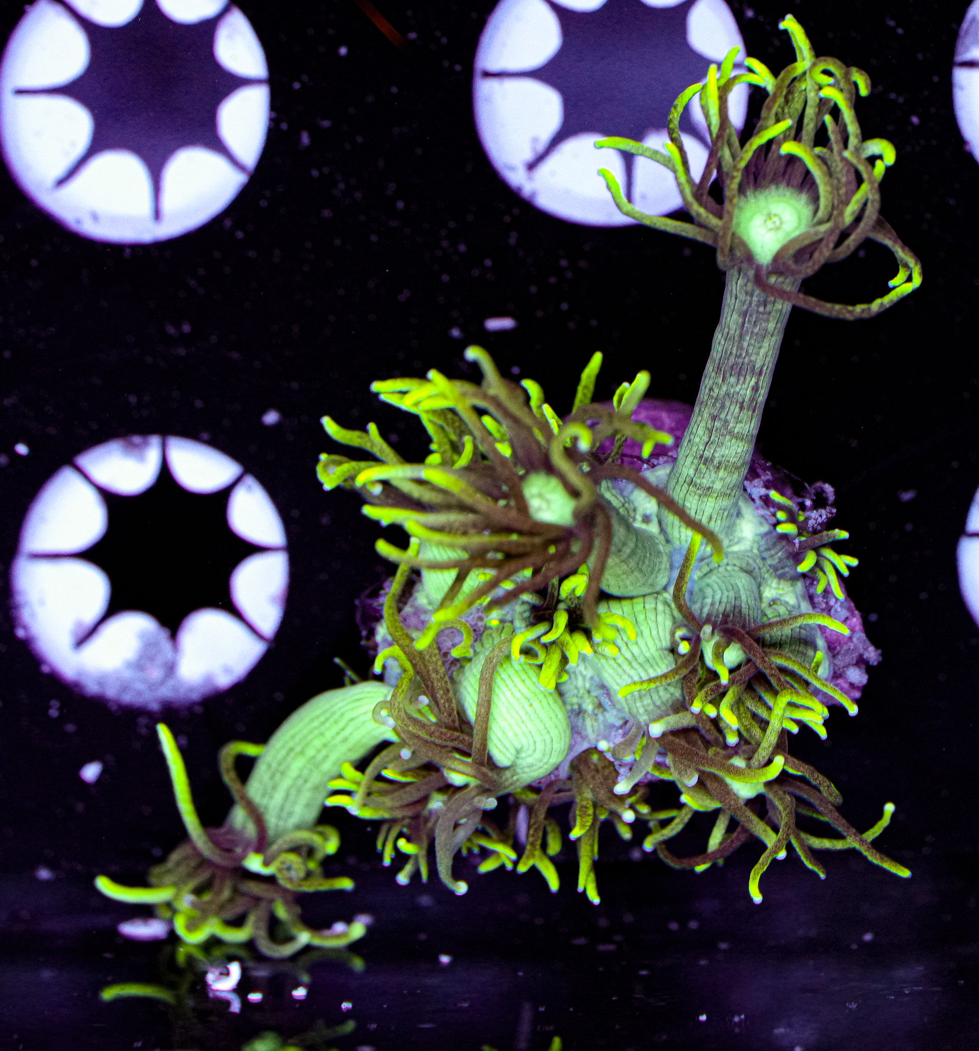 Aquacultured Goniopora